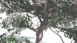 EVERYPlant Portia Tree 1 --14 Models--