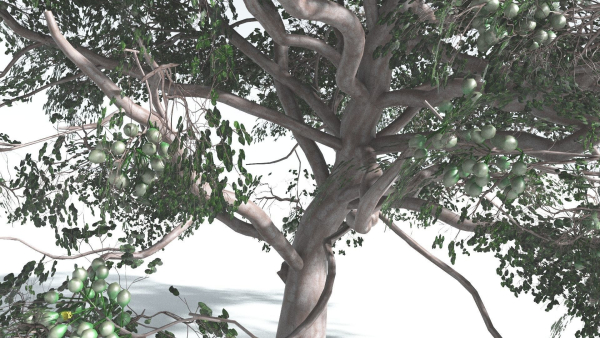 EVERYPlant Portia Tree 1 --14 Models--