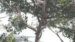 EVERYPlant Portia Tree 1 --14 Models--