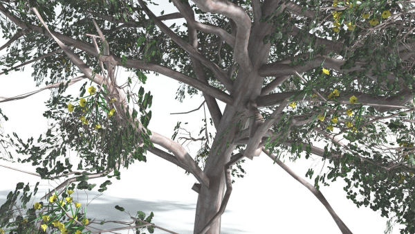 EVERYPlant Portia Tree 1 --14 Models--