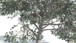 EVERYPlant Portia Tree 1 --14 Models--