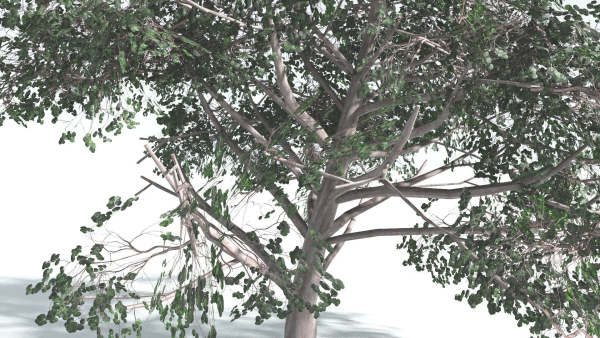 EVERYPlant Portia Tree 1 --14 Models--