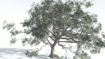 EVERYPlant Portia Tree 1 --14 Models--