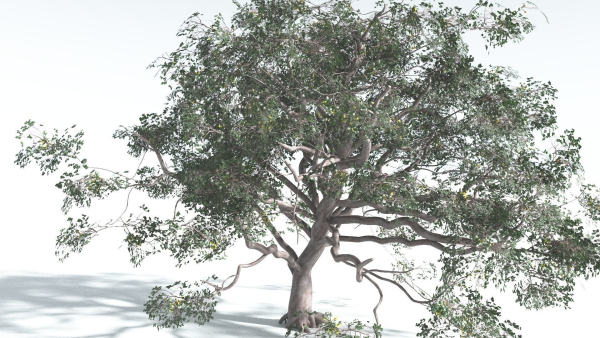 EVERYPlant Portia Tree 1 --14 Models--