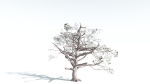 EVERYPlant Portia Tree 2 --14 Models--