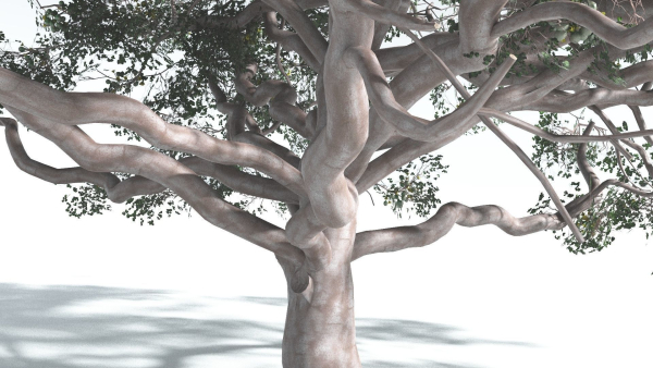 EVERYPlant Portia Tree 2 --14 Models--