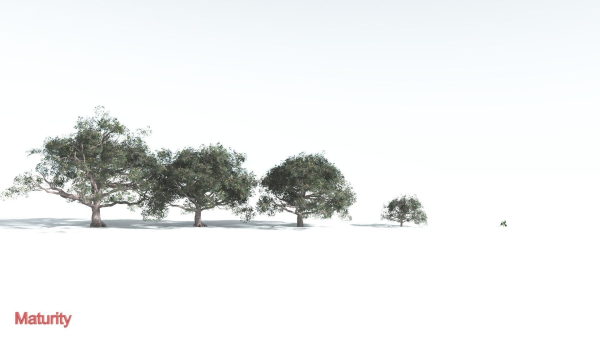EVERYPlant Portia Tree 2 --14 Models--