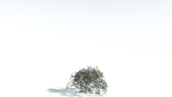 EVERYPlant Portia Tree 2 --14 Models--