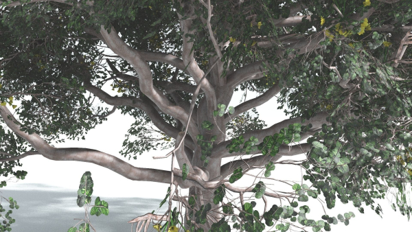 EVERYPlant Portia Tree 2 --14 Models--