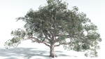EVERYPlant Portia Tree 2 --14 Models--