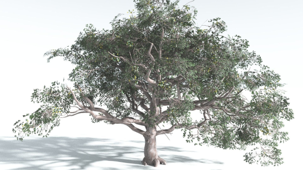 EVERYPlant Portia Tree 2 --14 Models--