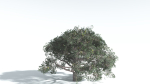 EVERYPlant Portia Tree 2 --14 Models--