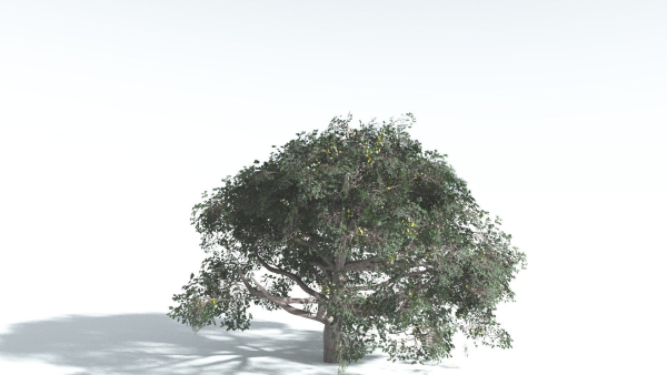 EVERYPlant Portia Tree 2 --14 Models--