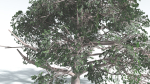 EVERYPlant Portia Tree 2 --14 Models--