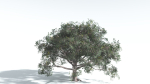 EVERYPlant Portia Tree 2 --14 Models--
