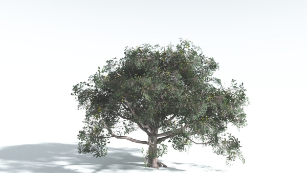 EVERYPlant Portia Tree 2 --14 Models--