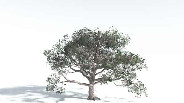 EVERYPlant Portia Tree 2 --14 Models--