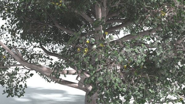 EVERYPlant Portia Tree 2 --14 Models--