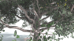 EVERYPlant Portia Tree 2 --14 Models--