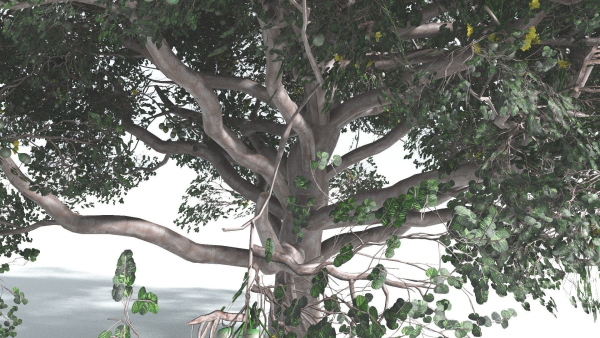 EVERYPlant Portia Tree 2 --14 Models--