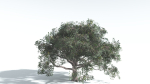EVERYPlant Portia Tree 2 --14 Models--