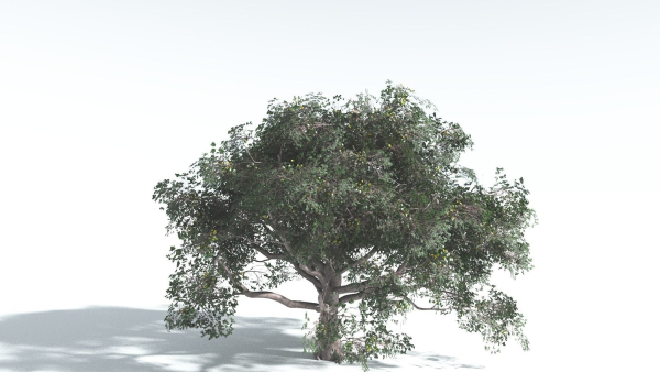 EVERYPlant Portia Tree 2 --14 Models--