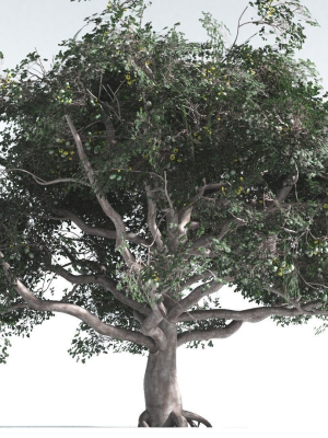 EVERYPlant Portia Tree 2 --14 Models--