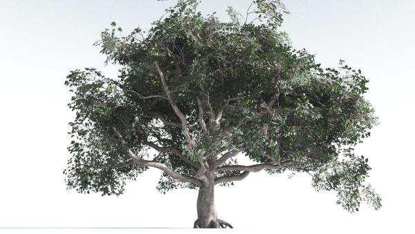 EVERYPlant Portia Tree 2 --14 Models--