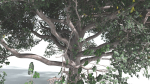 EVERYPlant Portia Tree 2 --14 Models--
