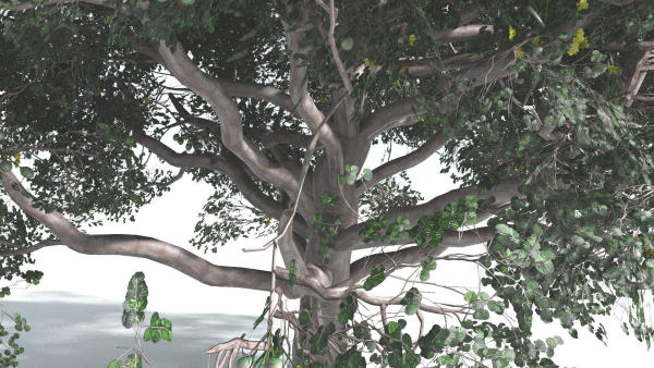 EVERYPlant Portia Tree 2 --14 Models--