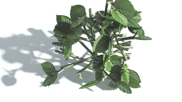 EVERYPlant Portia Tree 2 --14 Models--
