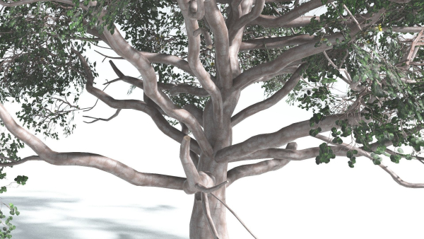 EVERYPlant Portia Tree 2 --14 Models--