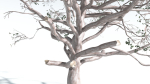 EVERYPlant Portia Tree 2 --14 Models--
