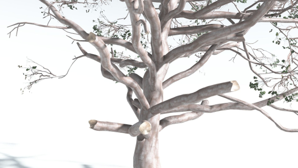 EVERYPlant Portia Tree 2 --14 Models--