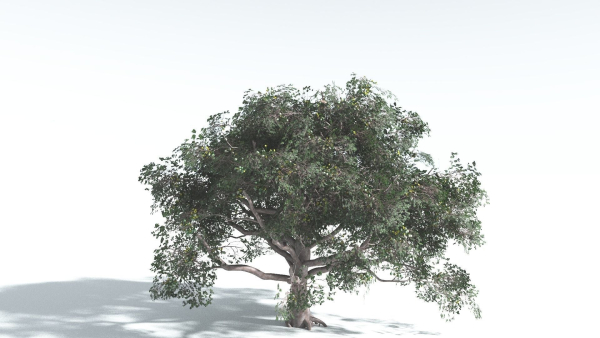 EVERYPlant Portia Tree 2 --14 Models--