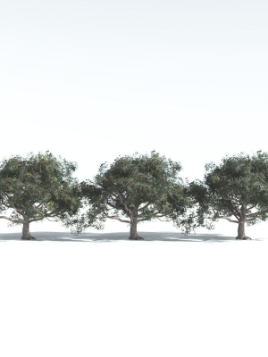 everyplant-portia-tree-2-14-models-3d-model-b8b010308d