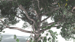 EVERYPlant Portia Tree 2 --14 Models--