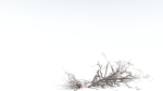 EVERYPlant Portia Tree 2 --14 Models--