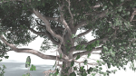 EVERYPlant Portia Tree 2 --14 Models--
