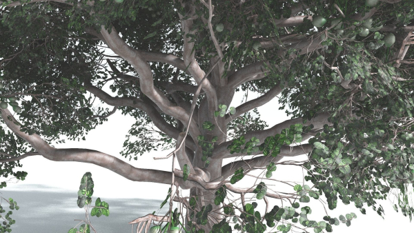 EVERYPlant Portia Tree 2 --14 Models--