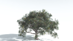 EVERYPlant Portia Tree 2 --14 Models--