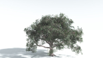 EVERYPlant Portia Tree 2 --14 Models--