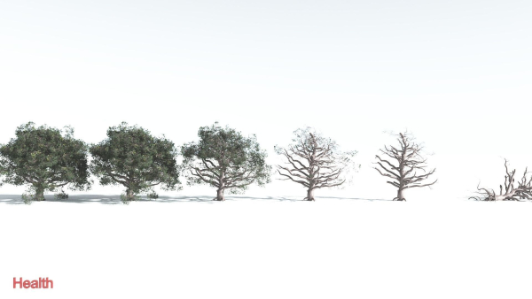 EVERYPlant Portia Tree 3 --14 Models--