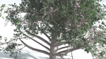 EVERYPlant Portia Tree 3 --14 Models--