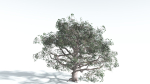 EVERYPlant Portia Tree 3 --14 Models--