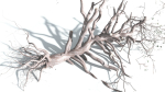 EVERYPlant Portia Tree 3 --14 Models--