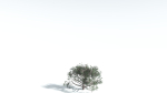 EVERYPlant Portia Tree 3 --14 Models--