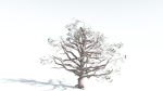 EVERYPlant Portia Tree 3 --14 Models--