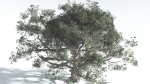 EVERYPlant Portia Tree 3 --14 Models--