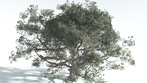 EVERYPlant Portia Tree 3 --14 Models--